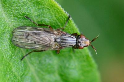 <i>Dorycera graminum</i>