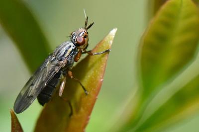<i>Dorycera graminum</i>