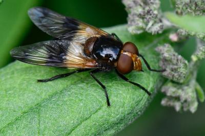 <i>Volucella pellucens</i>