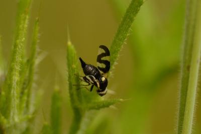 Urophora cardui