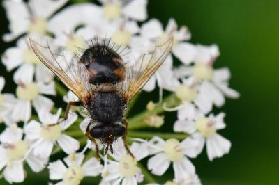 <i>Tachina lurida</i>