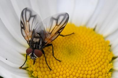 <i>Phasia obesa</i>