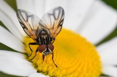 <i>Phasia obesa</i>