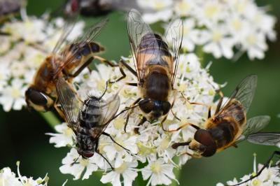 <i>Eristalis similis</i>