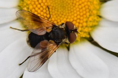 <i>Ectophasia crassipennis</i>