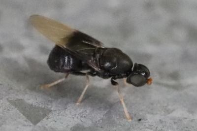<i>Pachygaster atra</i>