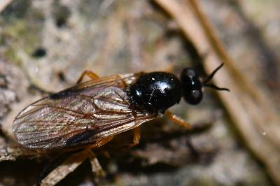 <i>Beris vallata</i>