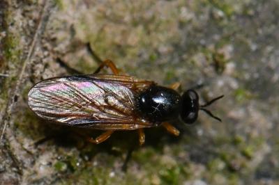 <i>Beris vallata</i>