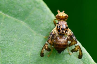 <i>Goniglossum wiedemanni</i>