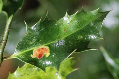 <i>Phytomyza ilicis</i>