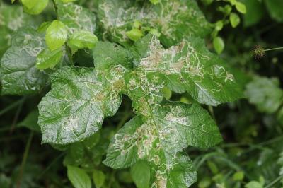 <i>Phytomyza spondylii</i>