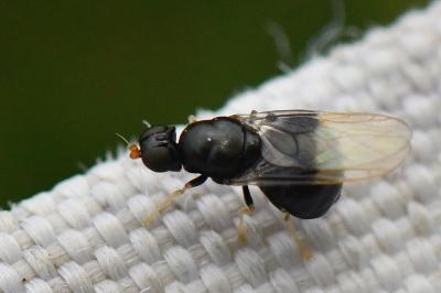 <i>Pachygaster atra</i>