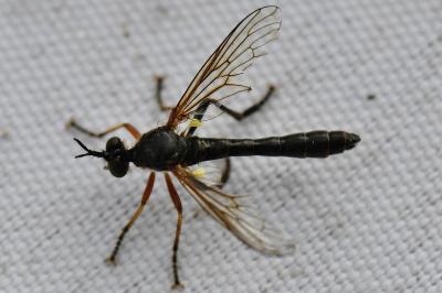 <i>Dioctria hyalipennis</i>