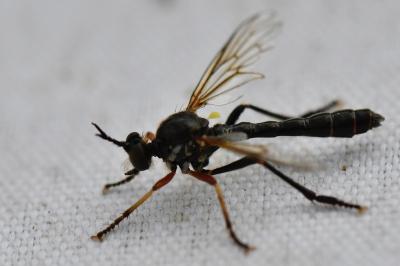 <i>Dioctria hyalipennis</i>