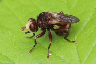<i>Sicus ferrugineus</i>