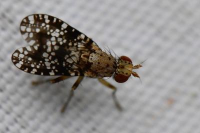 <i>Trypetoptera punctulata</i>