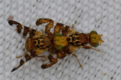 <i>Goniglossum wiedemanni</i>