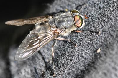 <i>Tabanus tergestinus</i>