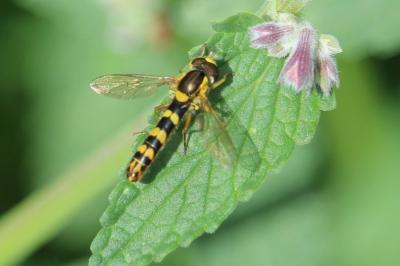 <i>Sphaerophoria scripta</i>