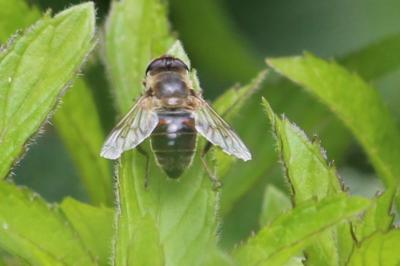 <i>Eristalis tenax</i>