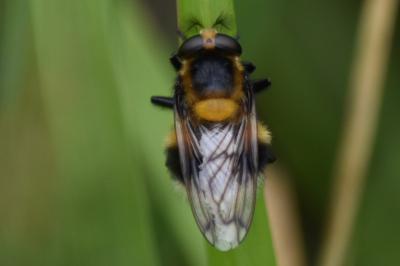 <i>Volucella bombylans</i>