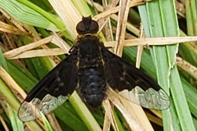 <i>Hemipenthes morio</i>