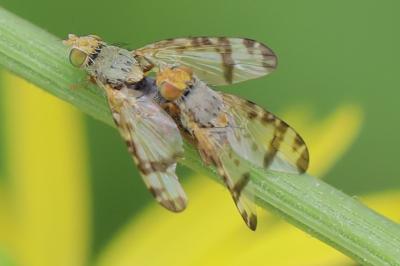 <i>Sphenella marginata</i>