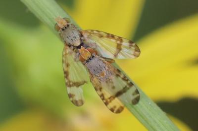 <i>Sphenella marginata</i>