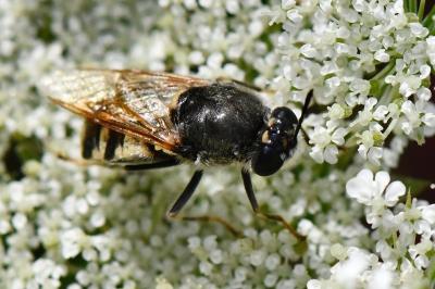 <i>Stratiomys singularior</i>