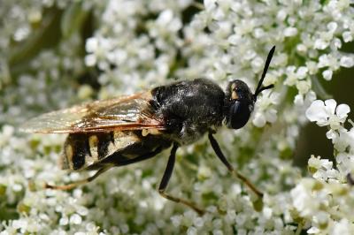 <i>Stratiomys singularior</i>