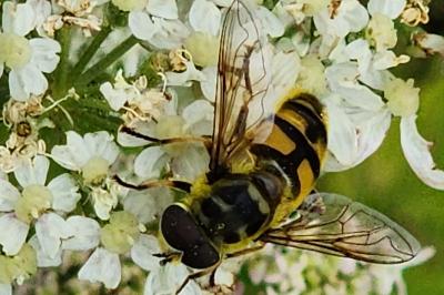 <i>Myathropa florea</i>