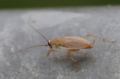 <i>Planuncus vinzi</i>