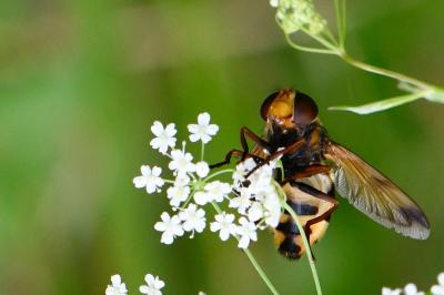 <i>Volucella inanis</i>