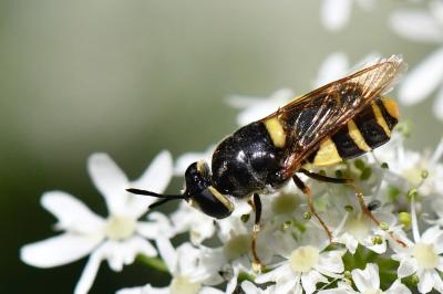 <i>Stratiomys potamida</i>