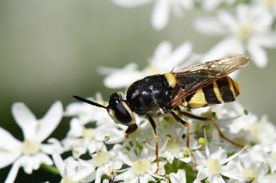 <i>Stratiomys potamida</i>
