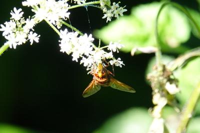 <i>Volucella zonaria</i>