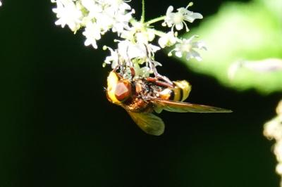 <i>Volucella zonaria</i>