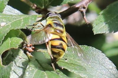 <i>Myathropa florea</i>