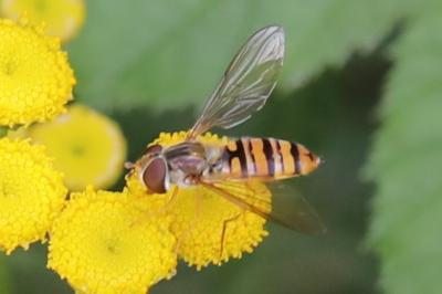 <i>Episyrphus balteatus</i>