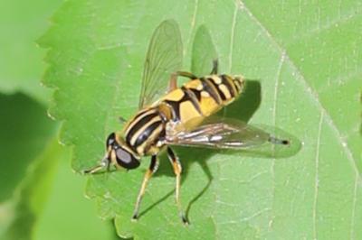 <i>Helophilus pendulus</i>