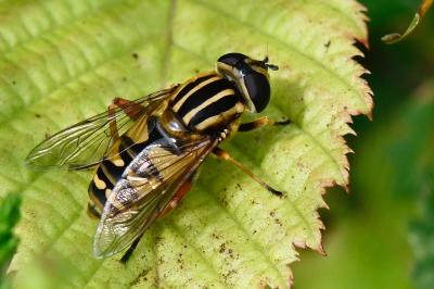 <i>Helophilus pendulus</i>