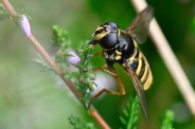 <i>Sericomyia silentis</i>