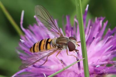 <i>Episyrphus balteatus</i>