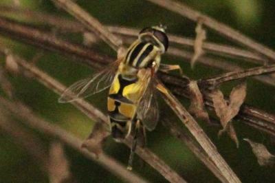 <i>Helophilus trivittatus</i>