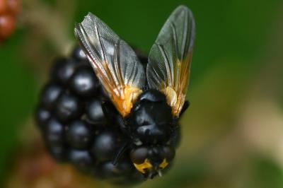 <i>Mesembrina meridiana</i>