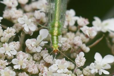 <i>Chrysoperla</i>