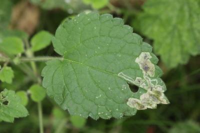 <i>Amauromyza morionella</i>