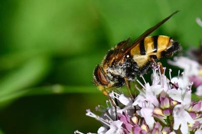 <i>Volucella inanis</i>