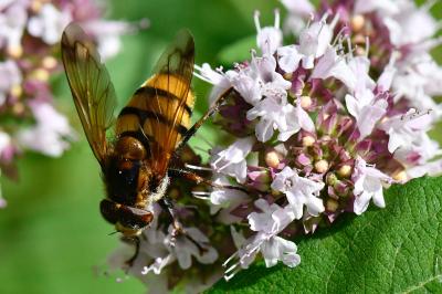 Volucella inanis