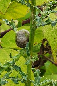 <i>Urophora cardui</i>